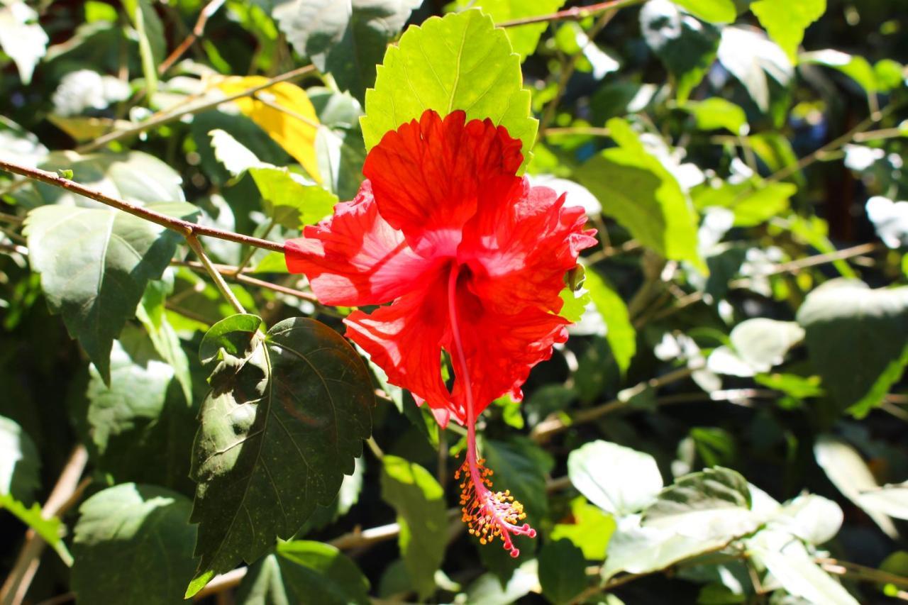 Tamahostel & Glamping Tamarindo Esterno foto